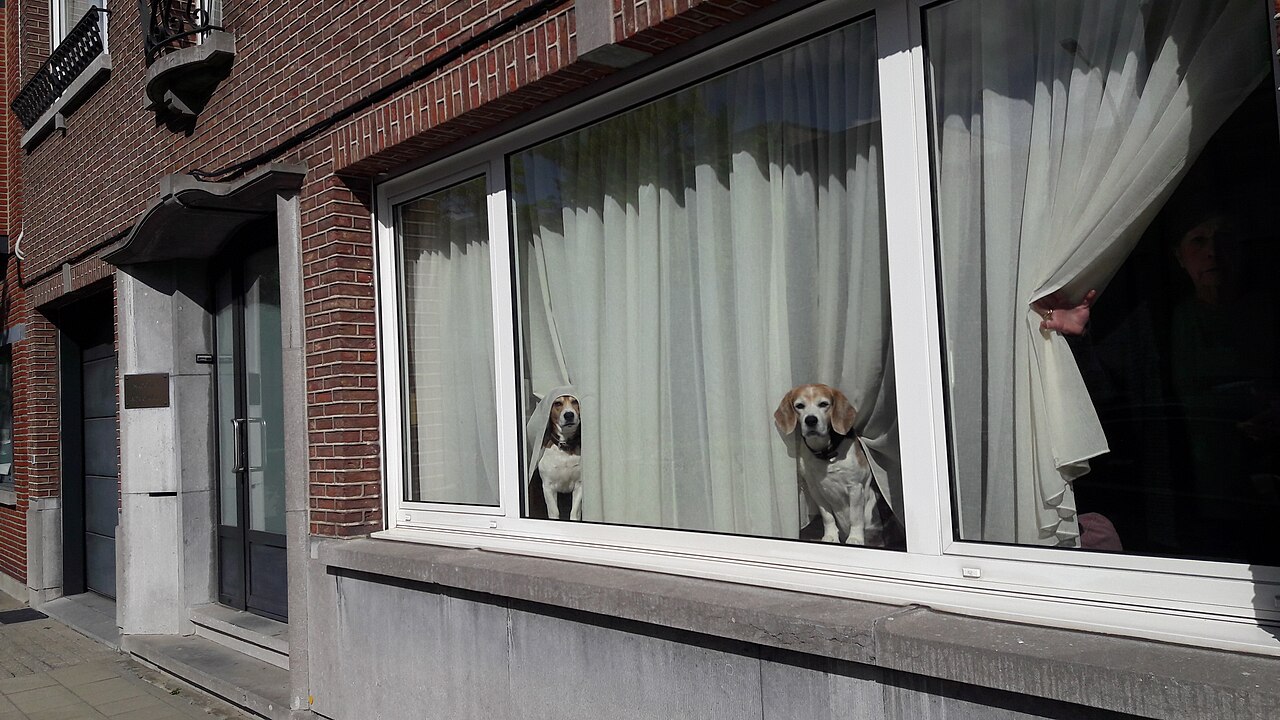 O comportamento destrutivo perto da porta costuma indicar um cão que quer alcançar algo lá fora, não necessariamente apego excessivo. Foto: Bert76 / Wikimedia Commons (dominio publico)