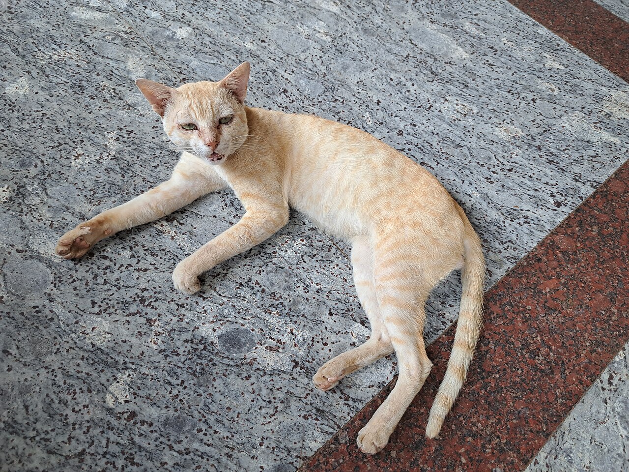 O miado é uma invenção felina: gatos adultos criaram esse som quase só para conversar com humanos. Foto: கவிஸ்ரீ / Wikimedia Commons (dominio publico)