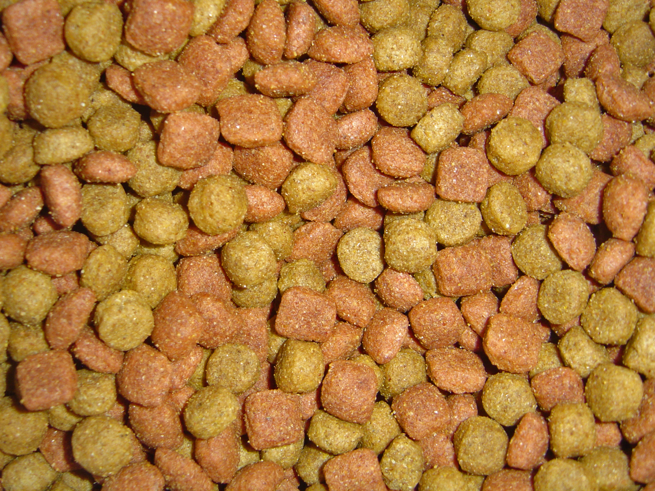 No modelo híbrido, o topper fresco vai por cima da ração seca e precisa entrar na conta de calorias do dia. Foto: chrismetcalfTV / Wikimedia Commons (CC BY 2.0)