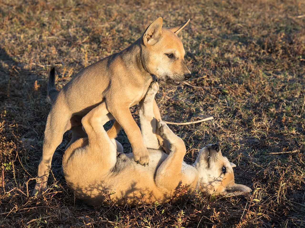 Encontros com cães comprovadamente vacinados, em ambiente controlado, garantem convívio seguro durante o protocolo vacinal. Foto: Basile Morin / Wikimedia Commons (CC BY-SA 4.0)