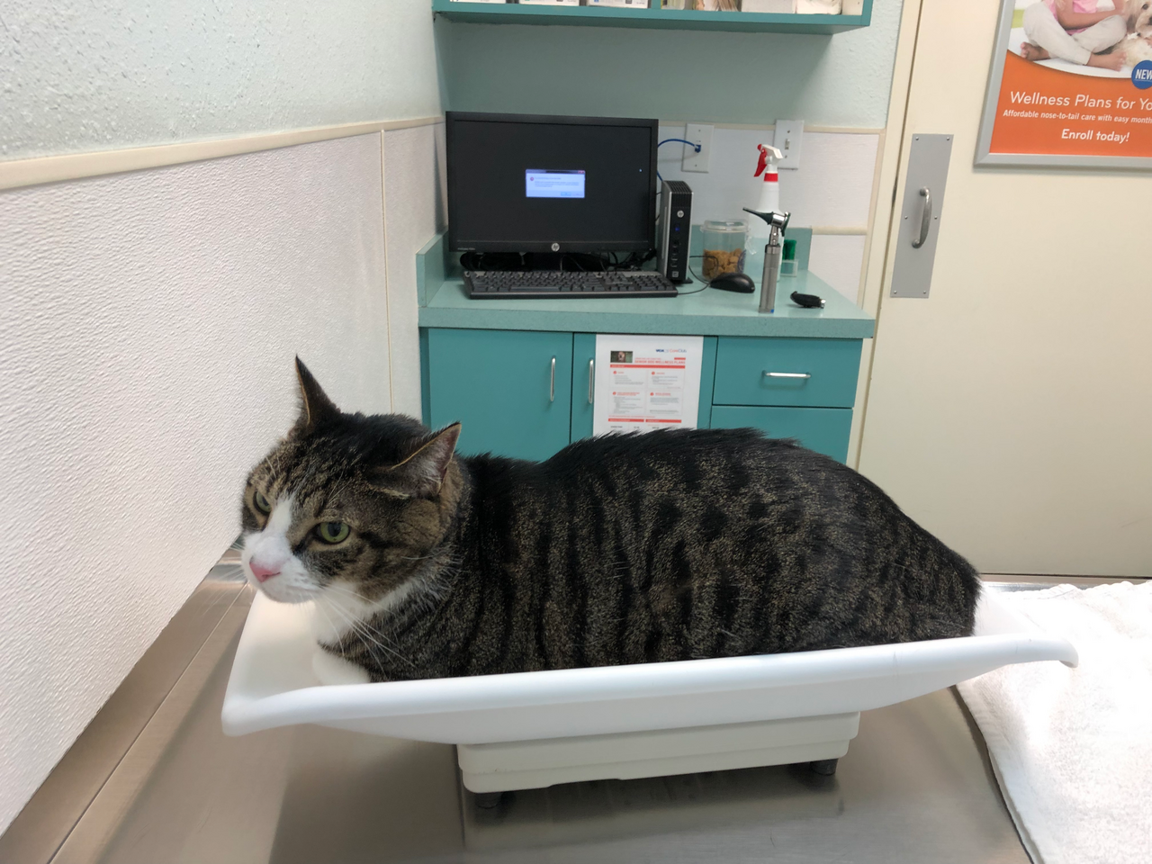 Cobertura preventiva, com check-ups e exames de rotina, lidera a demanda por planos de saúde pet no mundo. Foto: RL0919 / Wikimedia Commons (CC BY-SA 4.0)